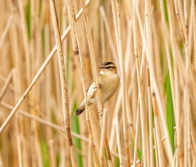 Sedge warbler