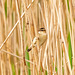 Sedge warbler