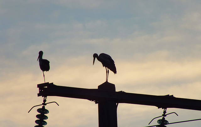 Cigognes méditant devant le coucher du soleil.