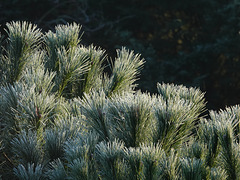 Frosty needles