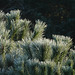 Frosty needles