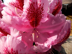 Roter Rhododendron. ©UdoSm