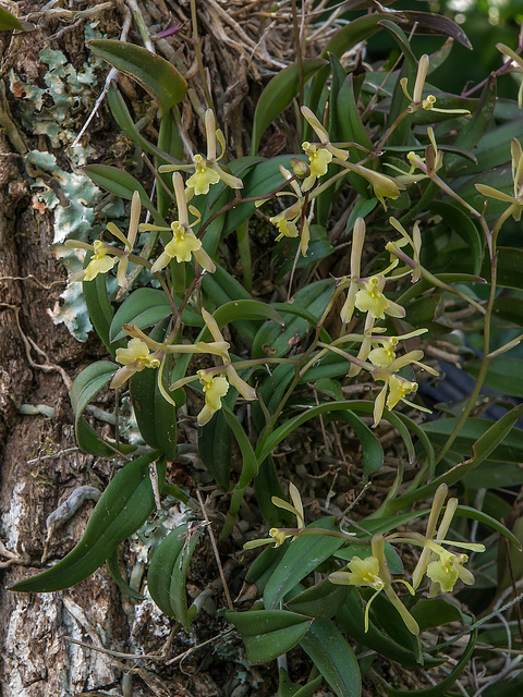 Epidendrum magnoliae (Green-fly orchid)