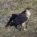 Cooper's Hawk