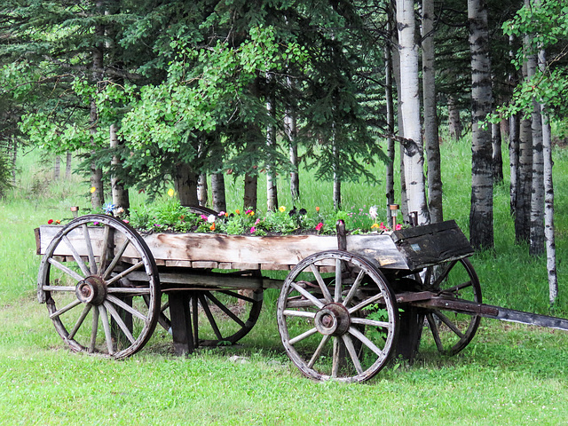 Old wagon with flower display on a rainy day