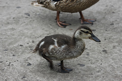 duckling1