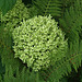 Green hydrangea in a nest of ferns