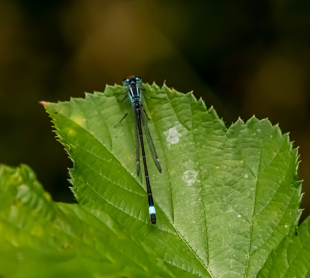 Blue tailed damselfy