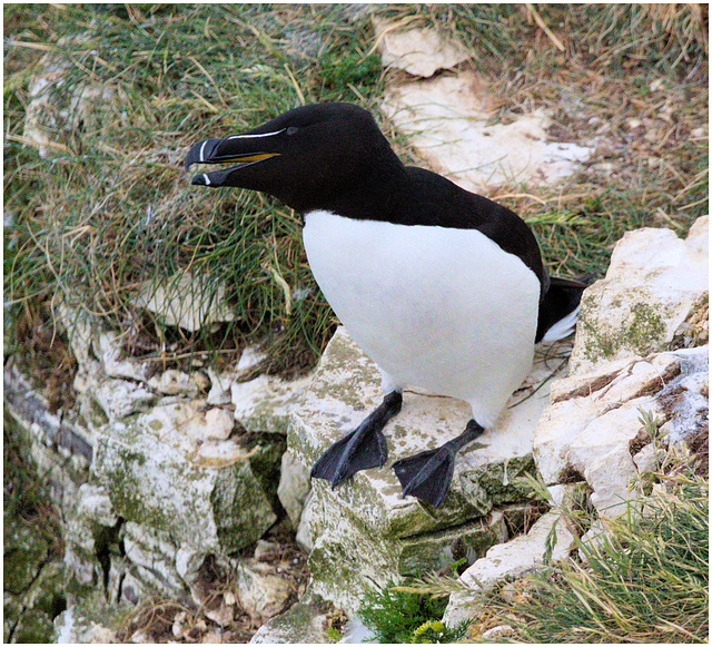 EF7A9551 Razorbill