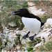 EF7A9551 Razorbill