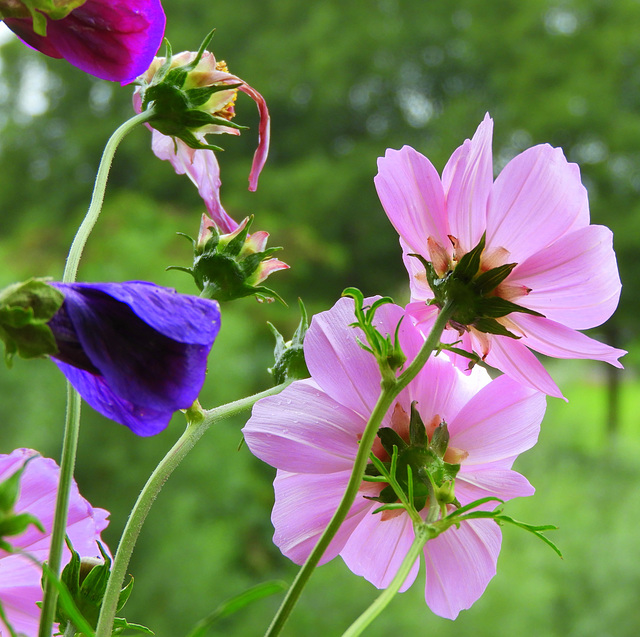 Bouquet for the women