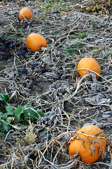 IMG 3882-001-Four Pumpkins