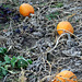 IMG 3882-001-Four Pumpkins