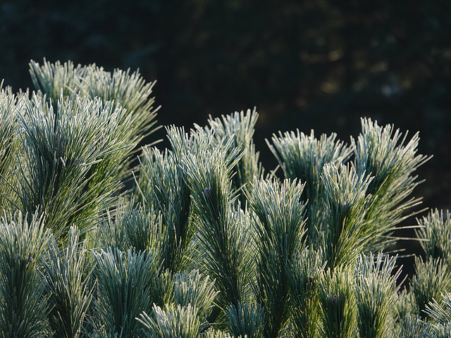 Frosty needles