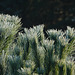 Frosty needles