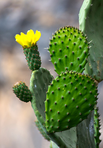 Blooming Cactus