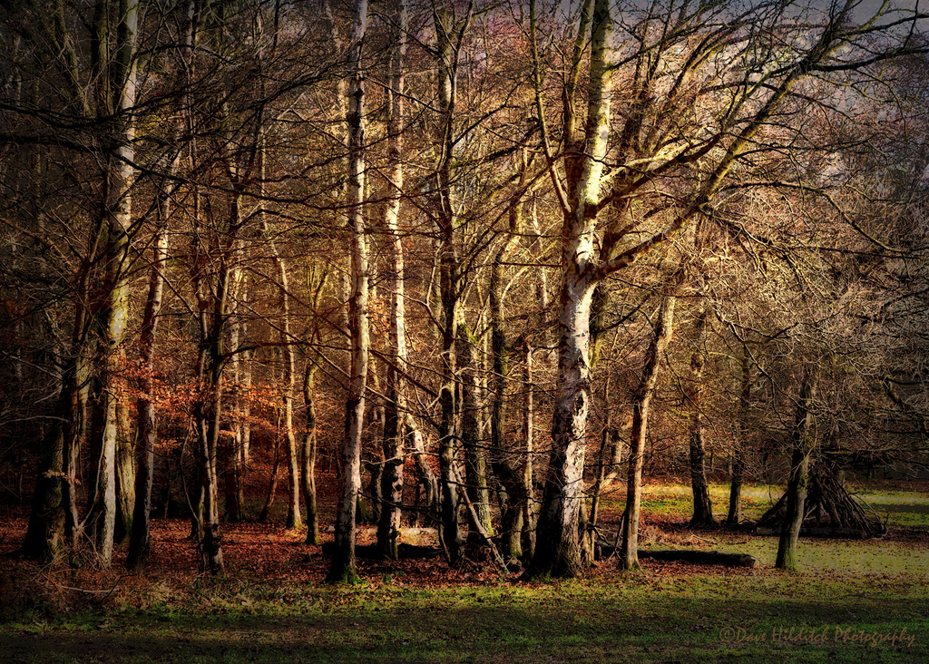 Golden Tones of Winter