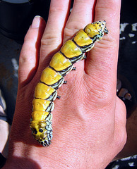 Brahmaea hearsyi caterpillar before pupating