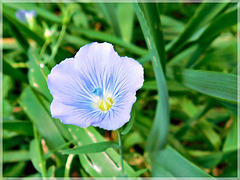 Au jardin avec 2 PIPS.