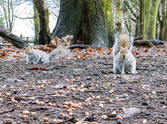 Squirrels (1)