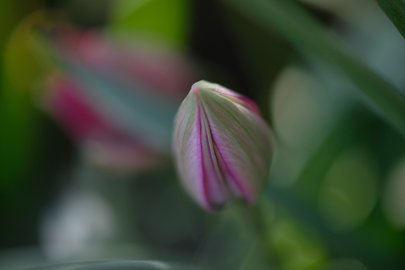 DSCF6329