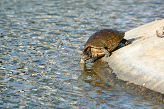 Dominican Republic, The Turtle Walks to the Water