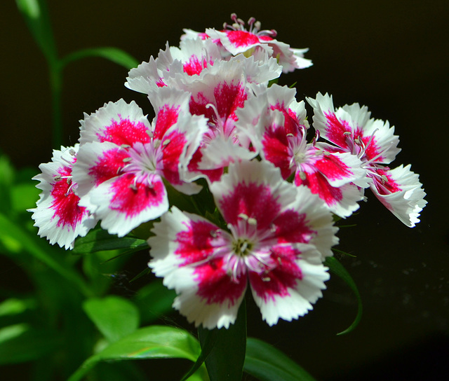 Dianthus