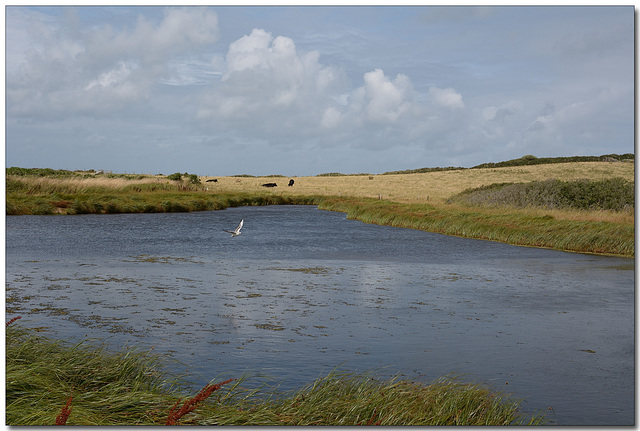 Flight of the Kittiwake