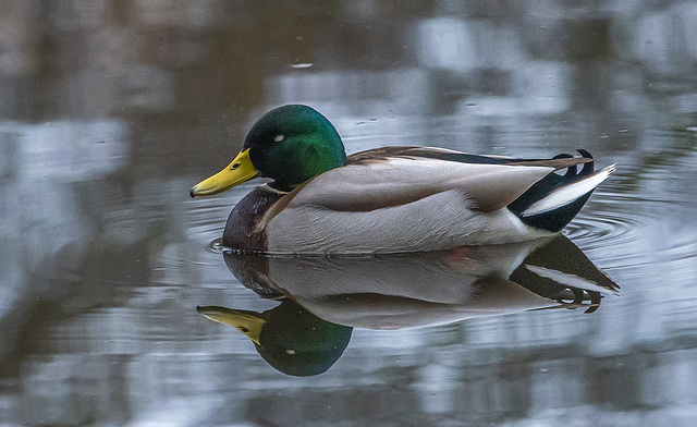 Mallard