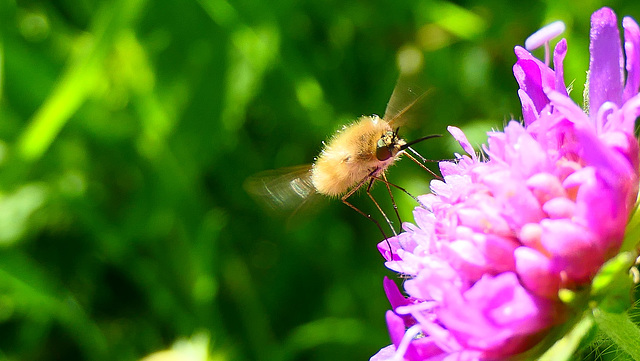 Un petit coup de nectar en passant...