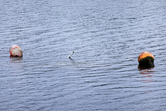 Sunken Boat