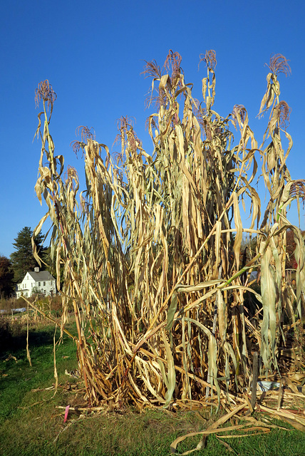 IMG 3887-001-Cornstalks