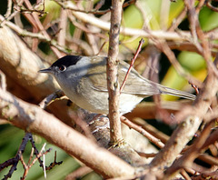 Blackcap