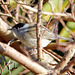 Blackcap