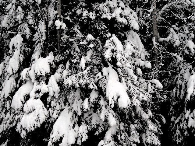 Winter whites