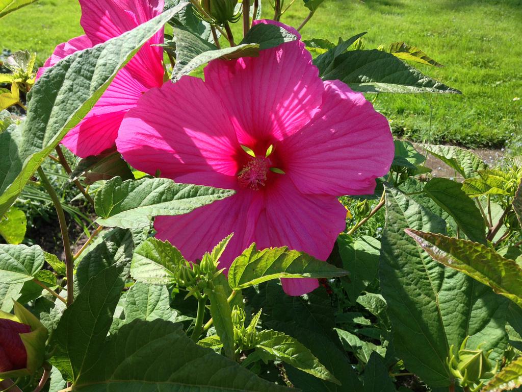 Hibiskus, Roseneibisch