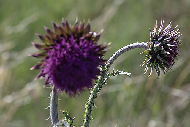 20170518 3298VRAw [A+H] Distel, Neusiedler See