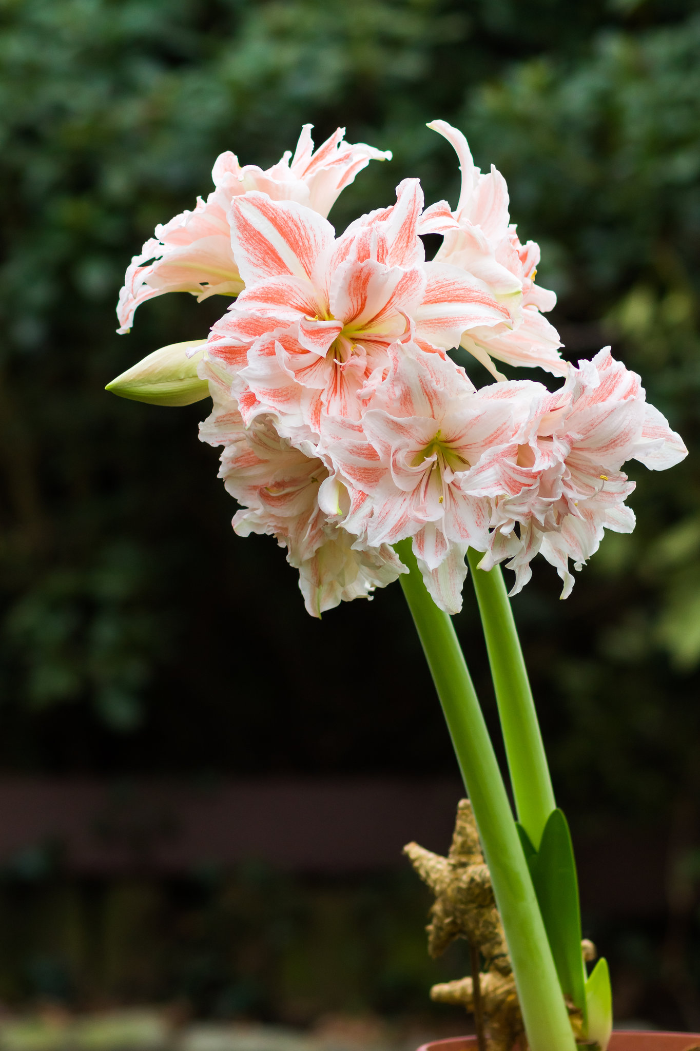 Amaryllis