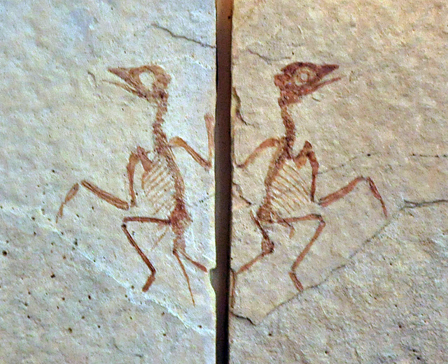 Dancing fossil Liaoxiornis delicatus 2