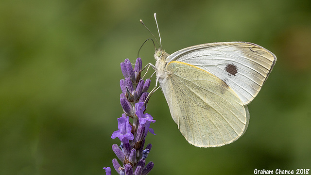 Large White