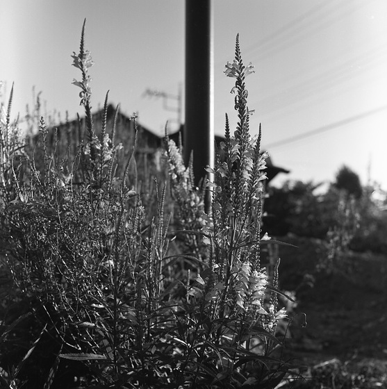 Loosestrife