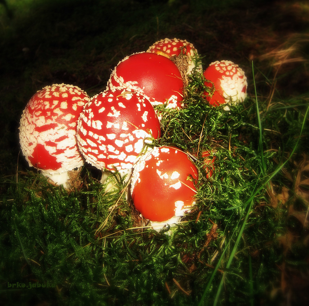 Amanita muscaria