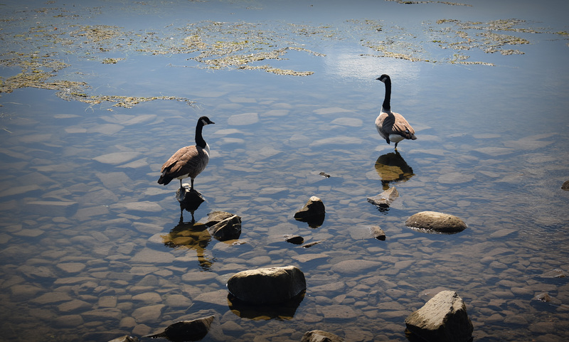 Harmony