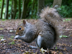 Squirrels in Eastham Woods