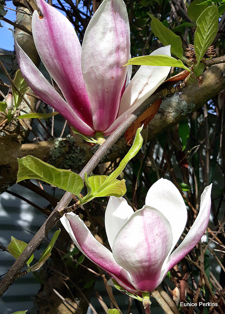 Magnolia In Our Garden.