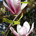 Magnolia In Our Garden.