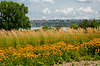 Fleurs près du Bassin Brown-Québec.