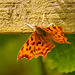 Comma butterfly