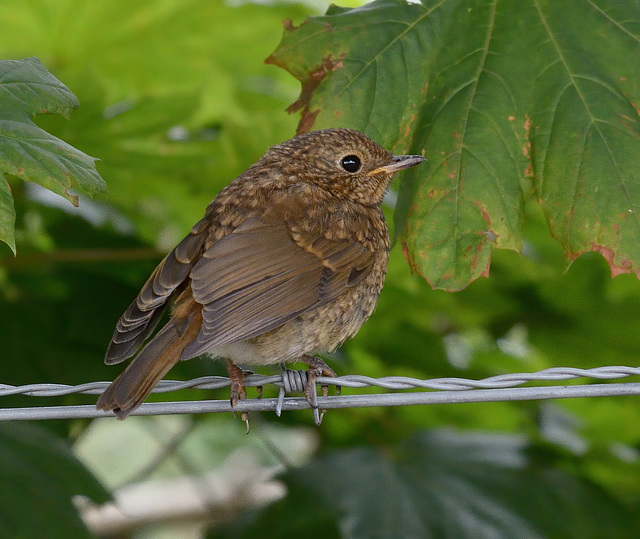 Re yesterdays photo:    Is it a Wren or a Robin?