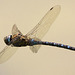 IMG 4057 Dragonflyv2